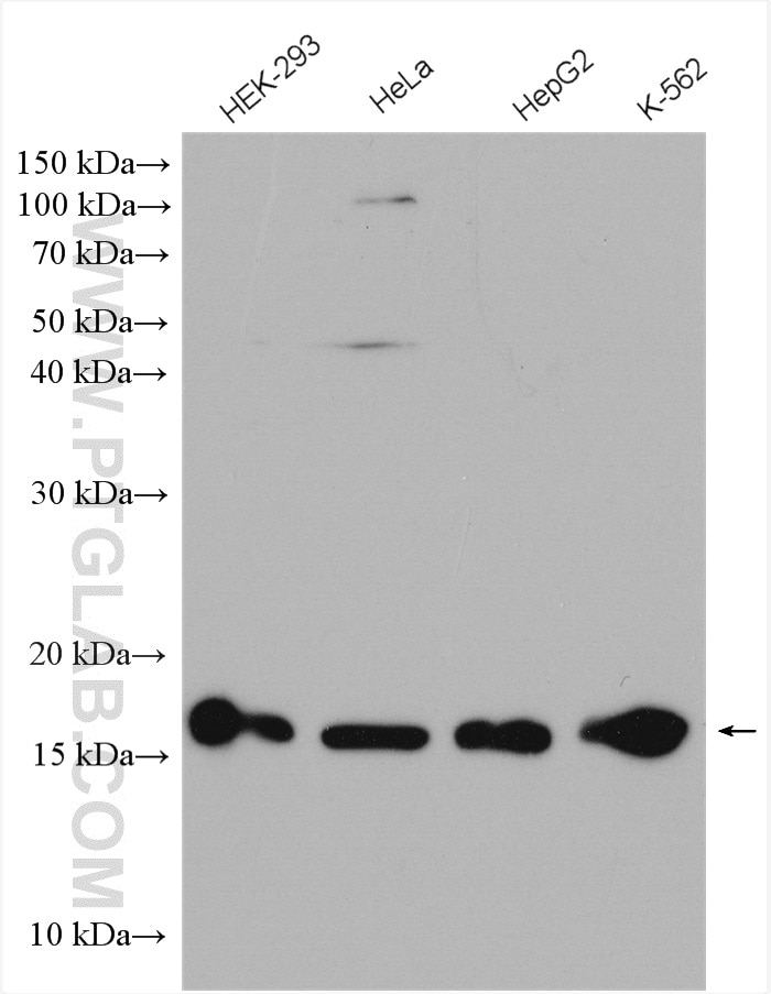 Western Blot (WB) analysis of various lysates using CHRAC1 Polyclonal antibody (12126-2-AP)