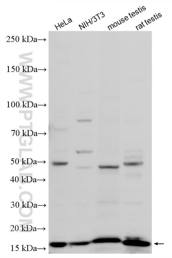 Western Blot (WB) analysis of various lysates using CHRAC1 Polyclonal antibody (12126-2-AP)