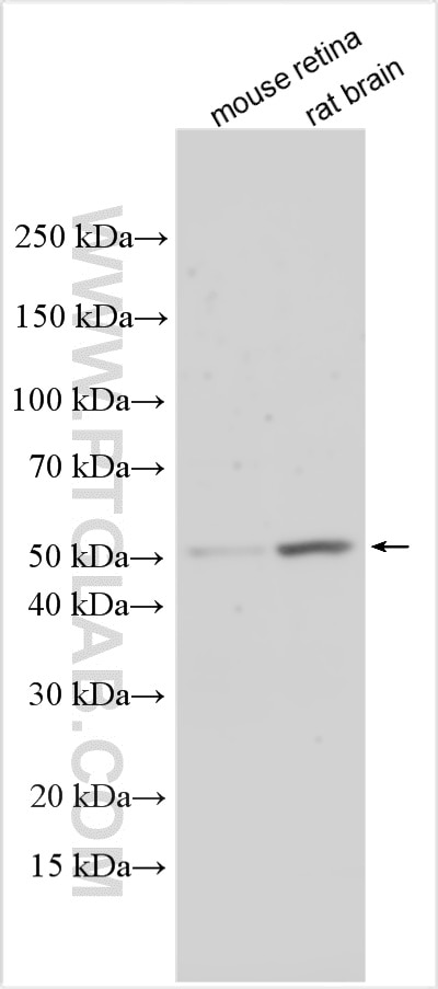 Various lysates were subjected to SDS PAGE followed by western blot with 15390-1-AP (CHRDL1 antibody) at dilution of 1:600 incubated at room temperature for 1.5 hours. Western Blot (WB) analysis of various lysates using CHRDL1 Polyclonal antibody (15390-1-AP)
