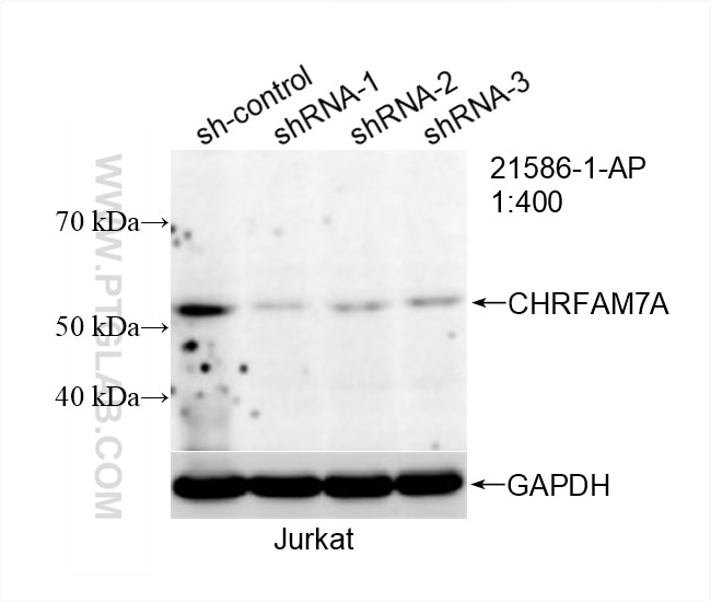 Western Blot (WB) analysis of Jurkat cells using CHRNA7/CHRFAM7A Polyclonal antibody (21586-1-AP)