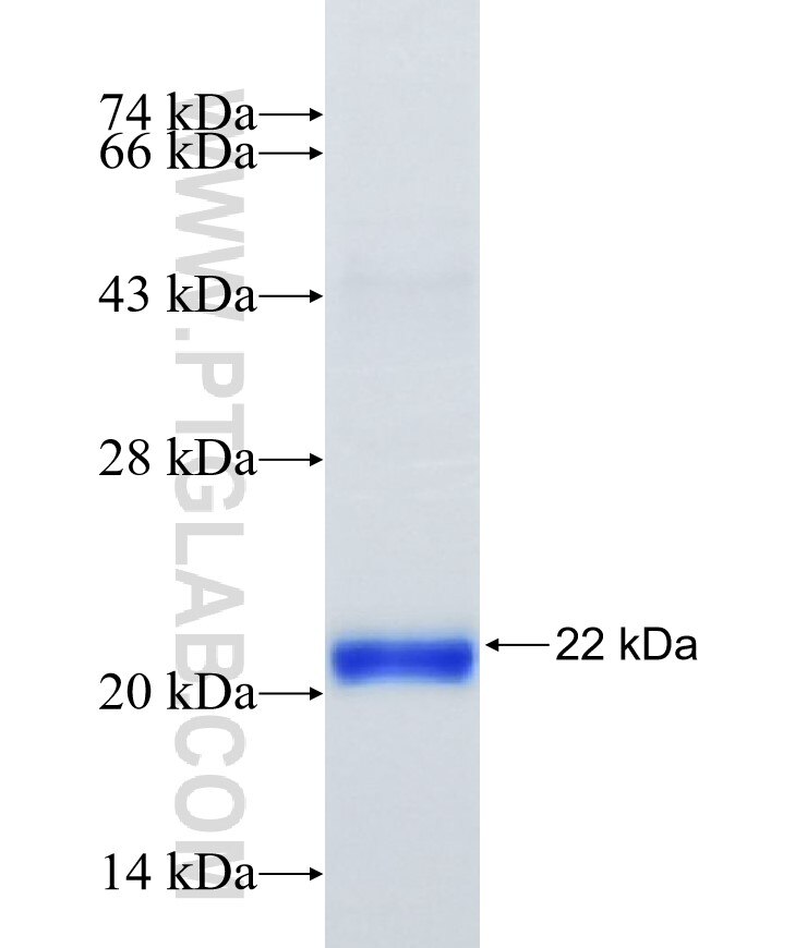 CHRFAM7A fusion protein Ag17019 SDS-PAGE