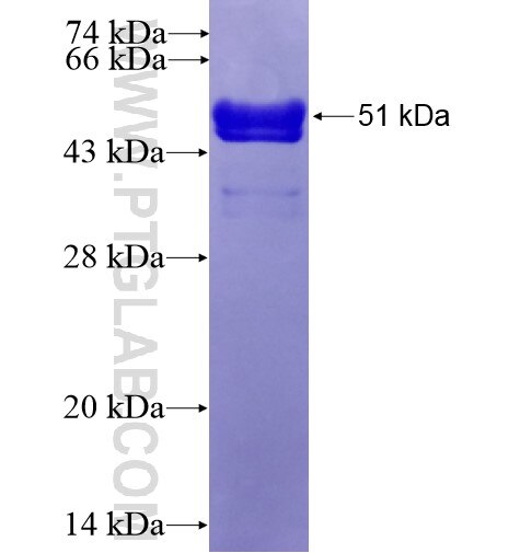 CHRM1 fusion protein Ag14918 SDS-PAGE
