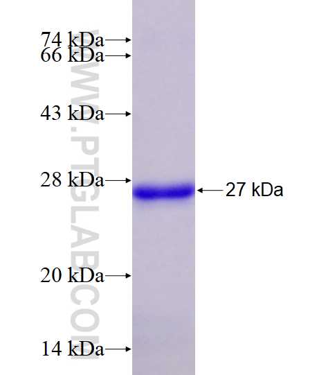 CHRM1 fusion protein Ag14985 SDS-PAGE