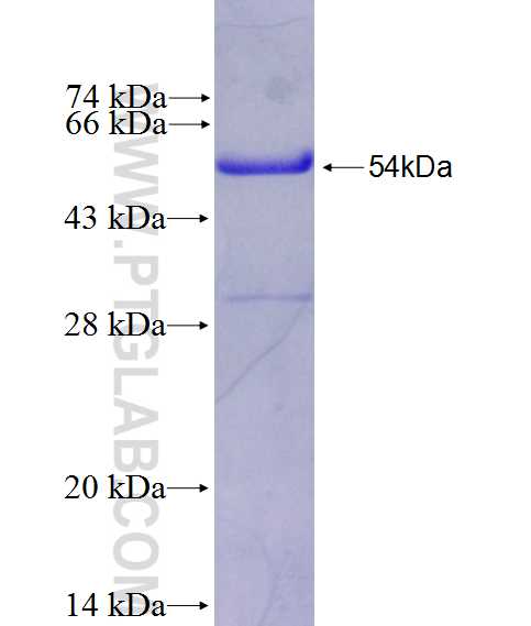 CHRM2 fusion protein Ag26870 SDS-PAGE