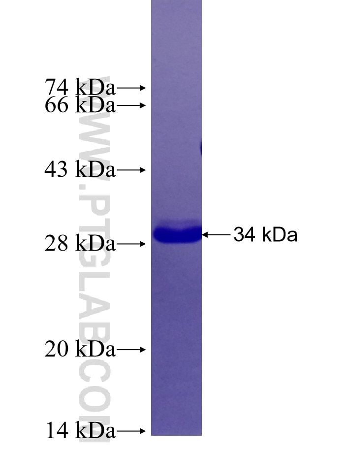 CHRM2 fusion protein Ag26881 SDS-PAGE
