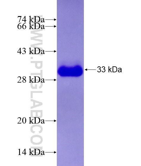 CHRM2 fusion protein Ag28555 SDS-PAGE