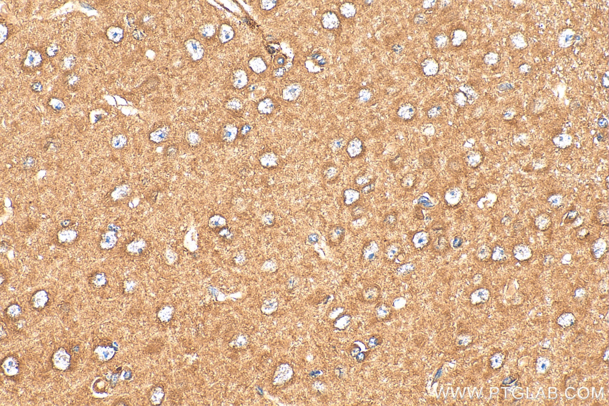 Immunohistochemical analysis of paraffin-embedded mouse brain tissue slide using 21978-1-AP (CHRM3 antibody) at dilution of 1:200 (under 40x lens). Heat mediated antigen retrieval with Tris-EDTA buffer (pH 9.0). Immunohistochemistry (IHC) staining of mouse brain tissue using CHRM3 Polyclonal antibody (21978-1-AP)