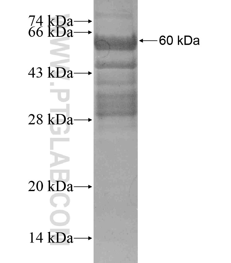 CHRM3 fusion protein Ag17791 SDS-PAGE