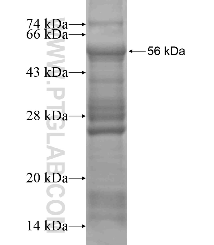 CHRM4 fusion protein Ag18067 SDS-PAGE