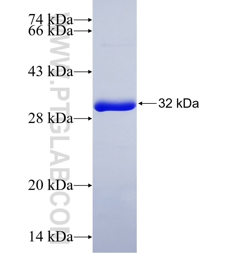 CHRM4 fusion protein Ag19191 SDS-PAGE