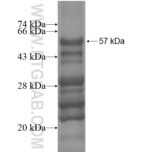 CHRM5 fusion protein Ag13408 SDS-PAGE