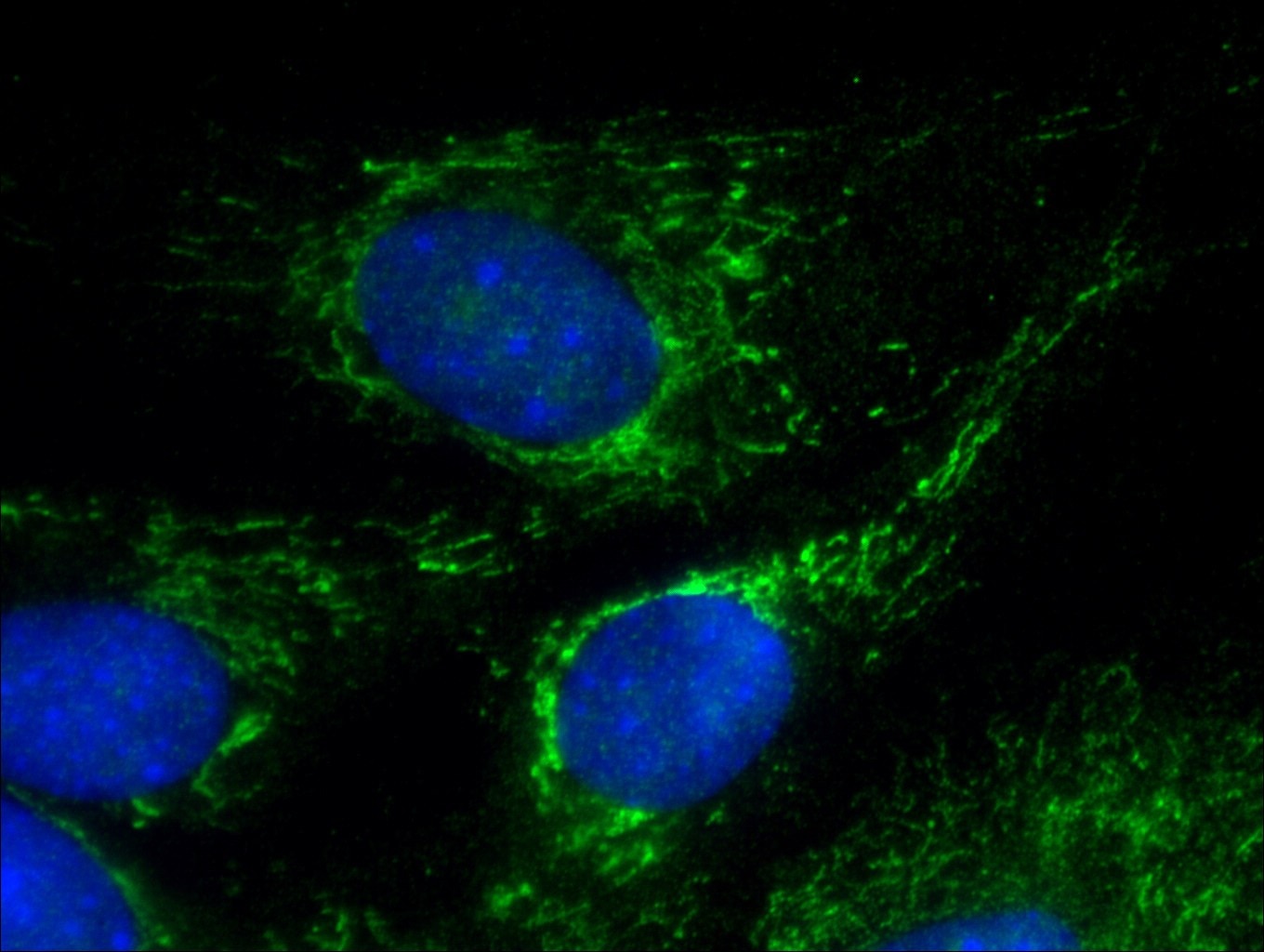 Immunofluorescence (IF) / fluorescent staining of C2C12 cells using CHRNA1 Polyclonal antibody (10613-1-AP)