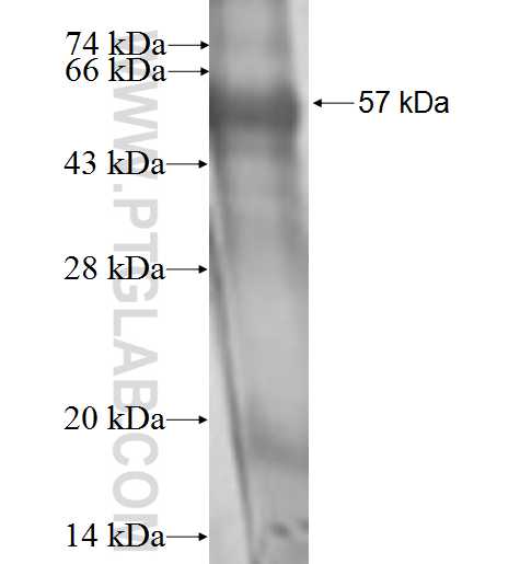 CHRNA1 fusion protein Ag0933 SDS-PAGE