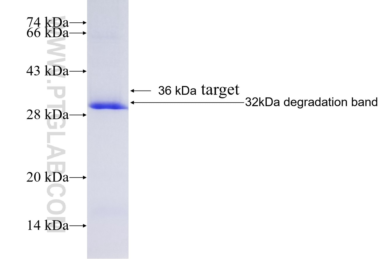 CHRNA1 fusion protein Ag4375 SDS-PAGE