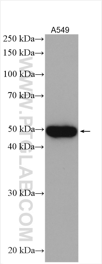 Western Blot (WB) analysis of various lysates using CHRNA3 Polyclonal antibody (10333-1-AP)