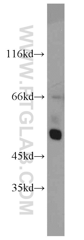 CHRNA3