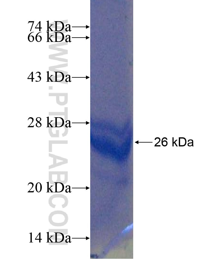 CHRNA3 fusion protein Ag17602 SDS-PAGE