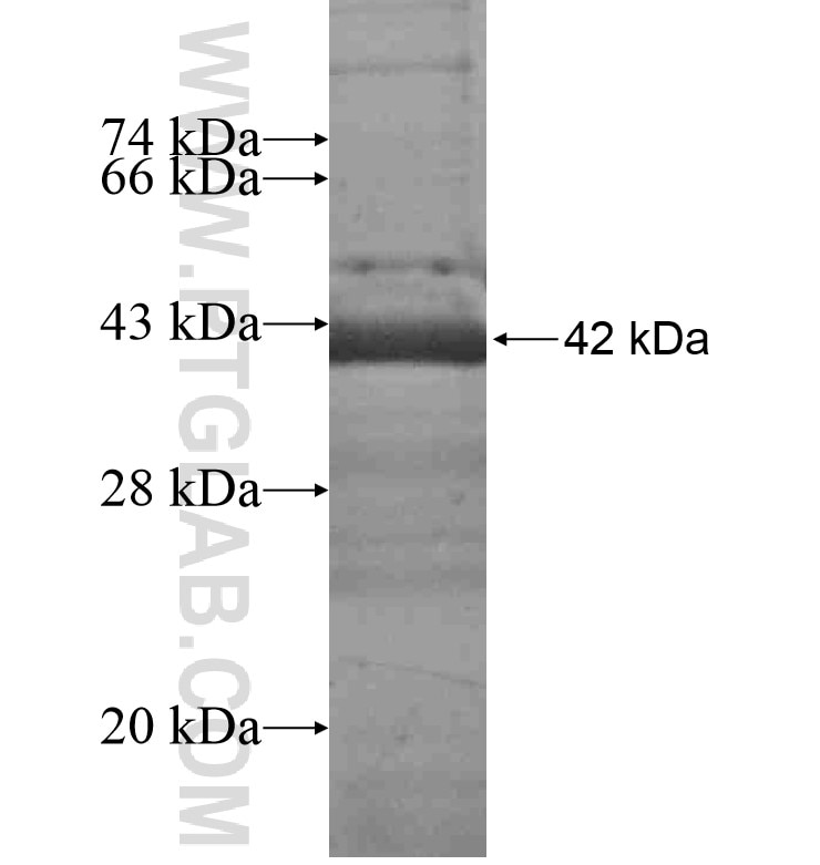 CHRNA4 fusion protein Ag16578 SDS-PAGE