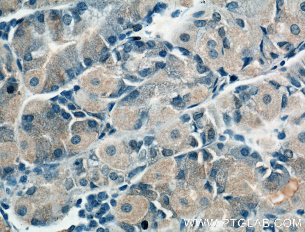 Immunohistochemistry (IHC) staining of human stomach tissue using CHRNA5 Monoclonal antibody (66363-1-Ig)