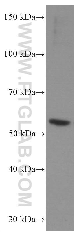 Western Blot (WB) analysis of A549 cells using CHRNA5 Monoclonal antibody (66363-1-Ig)
