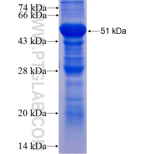 CHRNA5 fusion protein Ag4447 SDS-PAGE