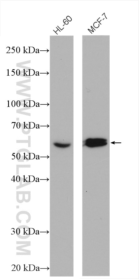 Western Blot (WB) analysis of various lysates using CHRNA7 Polyclonal antibody (21379-1-AP)