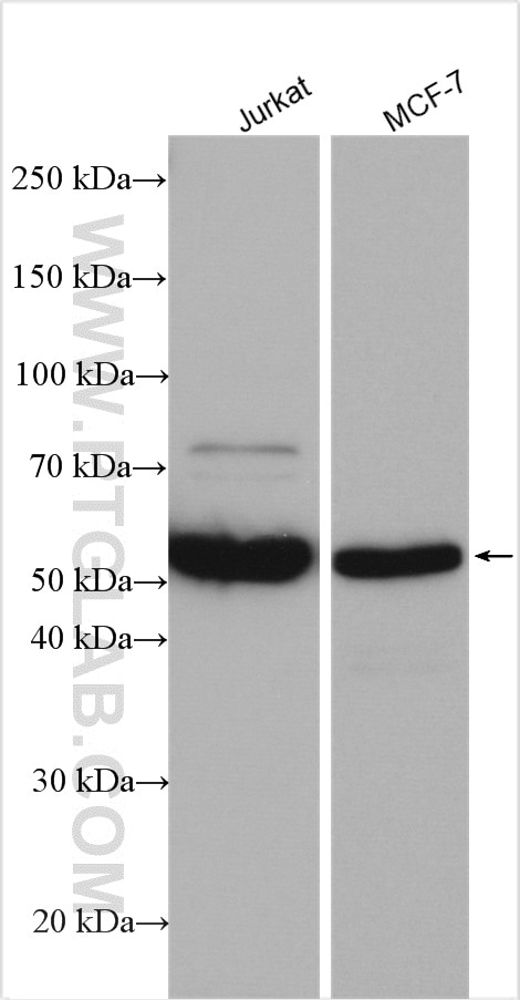 Western Blot (WB) analysis of various lysates using CHRNA7 Polyclonal antibody (21379-1-AP)