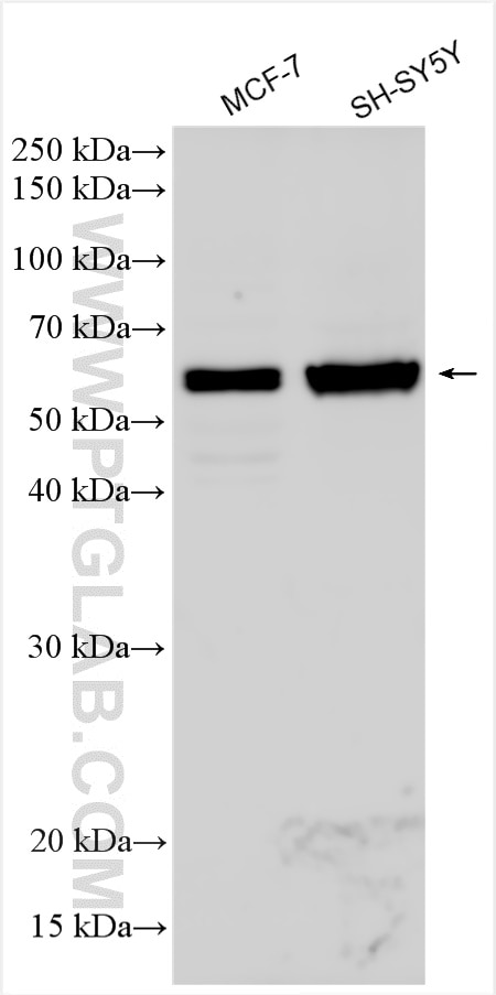 Western Blot (WB) analysis of various lysates using CHRNA7 Polyclonal antibody (21379-1-AP)