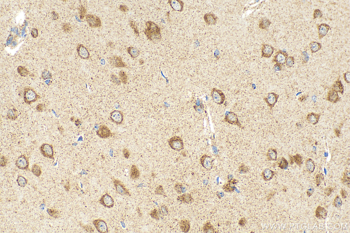 Immunohistochemistry (IHC) staining of mouse brain tissue using CHRNA7 Recombinant antibody (82848-3-RR)