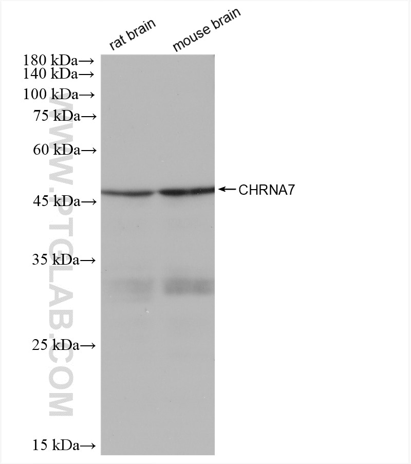 Western Blot (WB) analysis of various lysates using CHRNA7 Recombinant antibody (82848-3-RR)