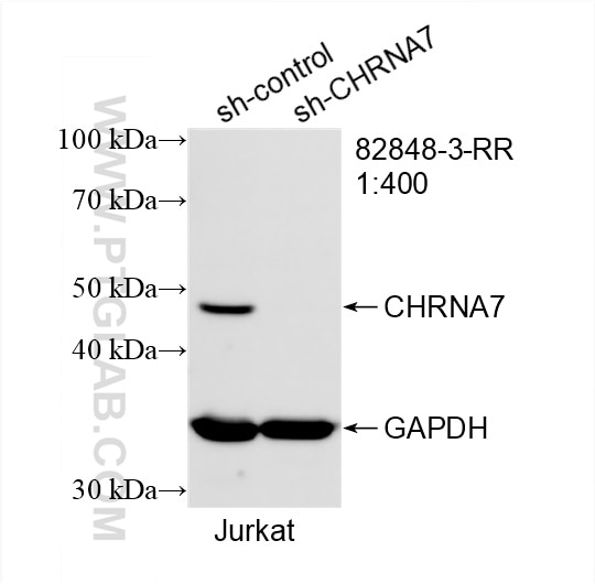 Western Blot (WB) analysis of Jurkat cells using CHRNA7 Recombinant antibody (82848-3-RR)