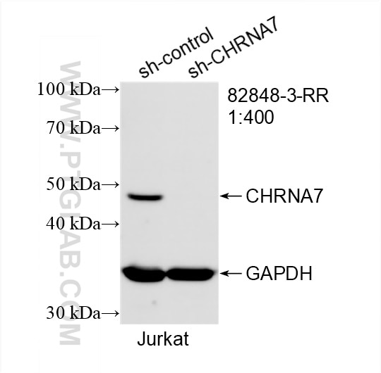 WB analysis of Jurkat using 82848-3-RR