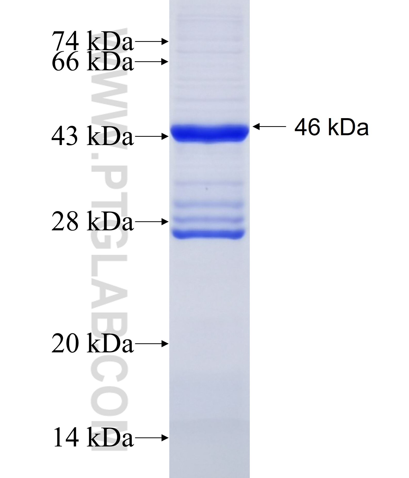 CHRNA7 fusion protein Ag34750 SDS-PAGE