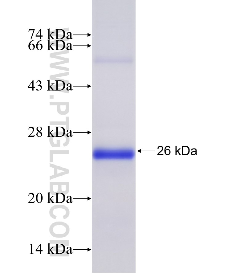 CHRNA7 fusion protein Ag15980 SDS-PAGE
