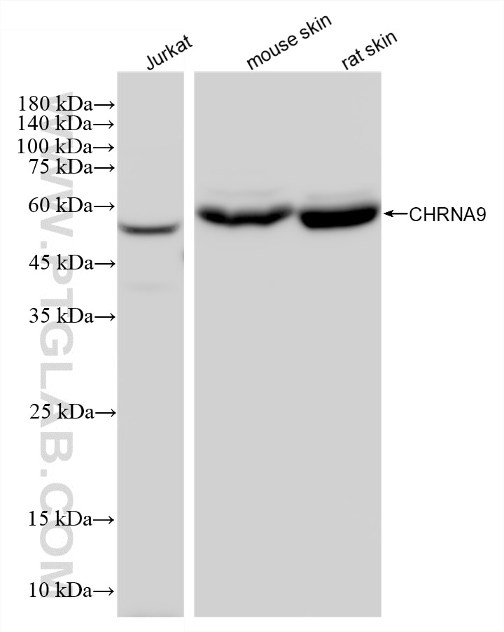 Western Blot (WB) analysis of various lysates using CHRNA9 Recombinant monoclonal antibody (87585-1-RR)