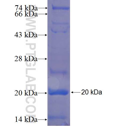 CHRNA9 fusion protein Ag23272 SDS-PAGE