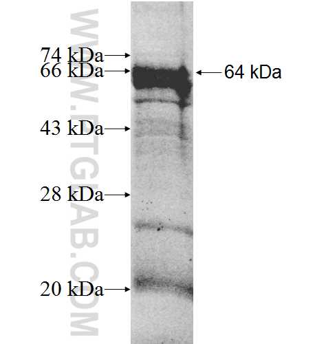CHRNB1 fusion protein Ag2108 SDS-PAGE