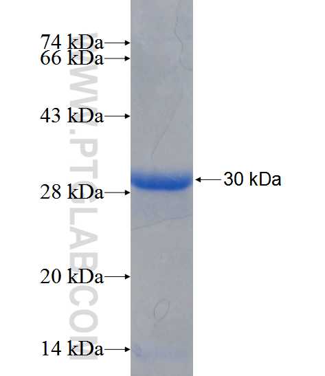 CHRNB2 fusion protein Ag12995 SDS-PAGE