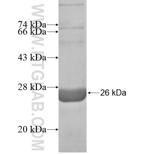 CHRNB3 fusion protein Ag12664 SDS-PAGE