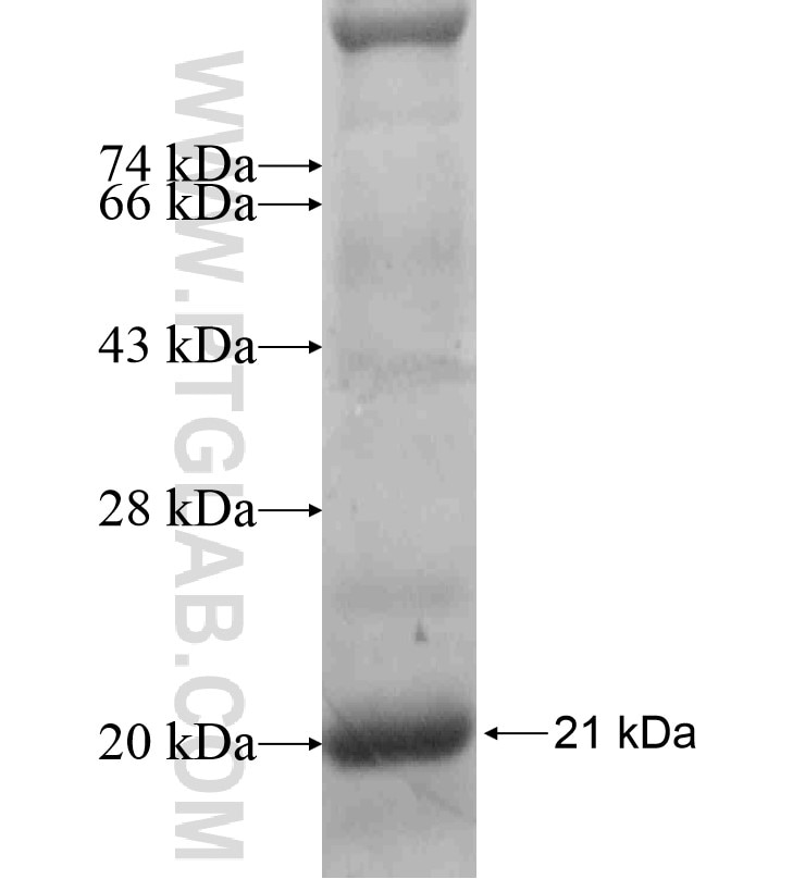 CHRNB4 fusion protein Ag16767 SDS-PAGE