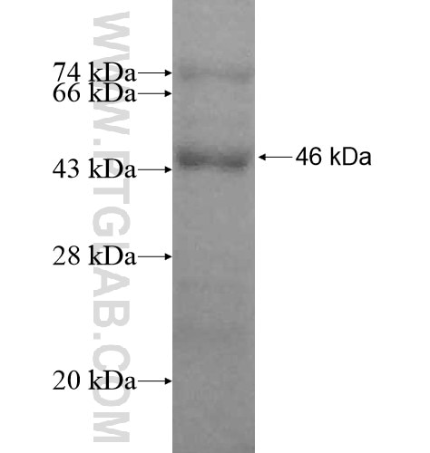 CHRND fusion protein Ag12337 SDS-PAGE