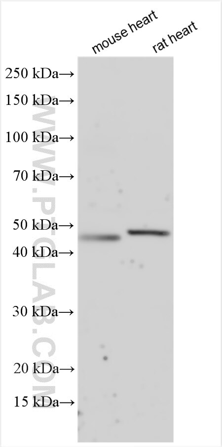 Western Blot (WB) analysis of various lysates using CHRNE Polyclonal antibody (55360-1-AP)