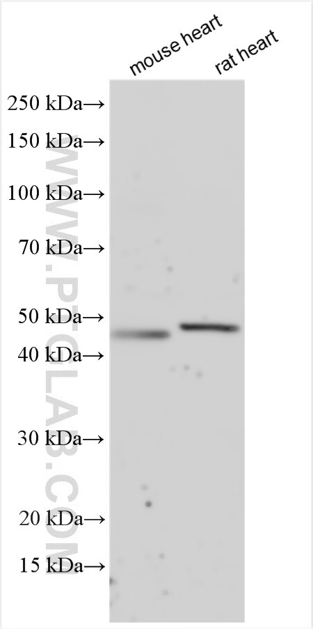 WB analysis using 55360-1-AP