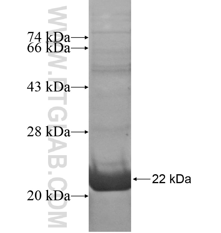 CHRNG fusion protein Ag16505 SDS-PAGE