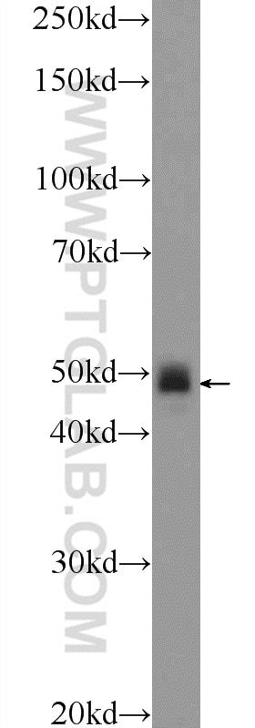 Western Blot (WB) analysis of mouse brain tissue using CHST1 Polyclonal antibody (12504-1-AP)