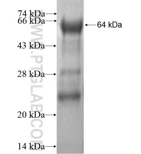 CHST1 fusion protein Ag3183 SDS-PAGE