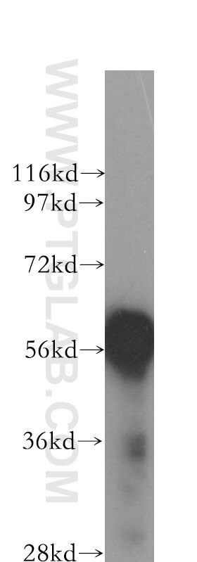 Western Blot (WB) analysis of BxPC-3 cells using CHST10 Polyclonal antibody (12013-1-AP)