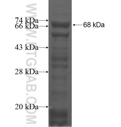 CHST10 fusion protein Ag2627 SDS-PAGE
