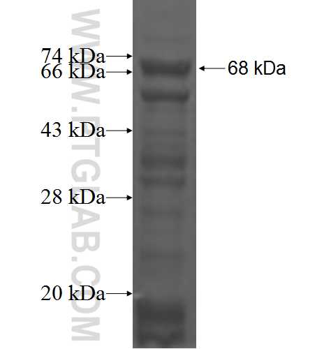 CHST10 fusion protein Ag2627 SDS-PAGE