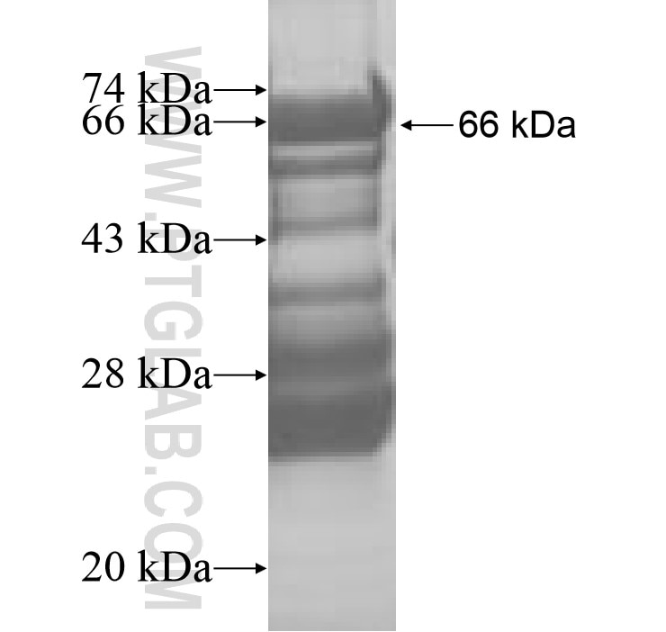 CHST11 fusion protein Ag8725 SDS-PAGE